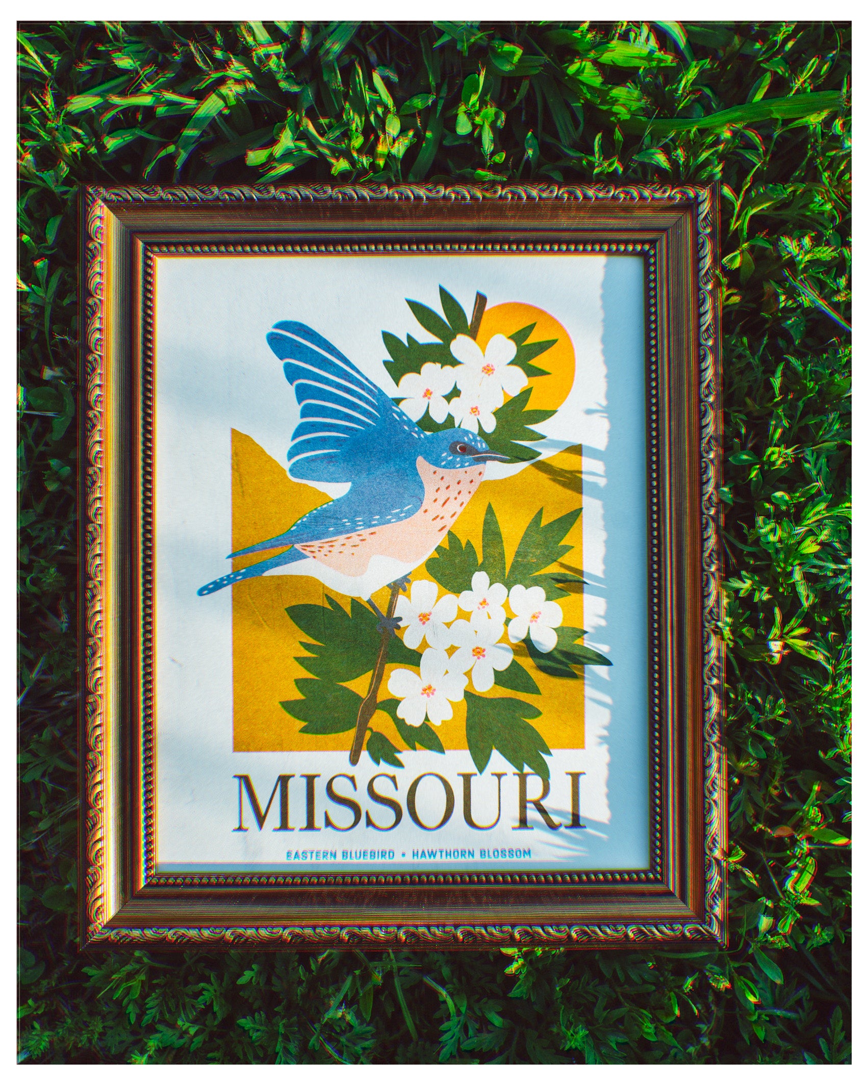 Missouri Eastern Bluebird Print